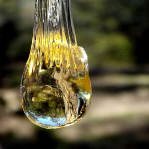 Analyse resine parfums elemi