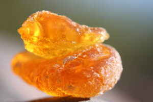 Analyse resine parfums myrrhe wildii