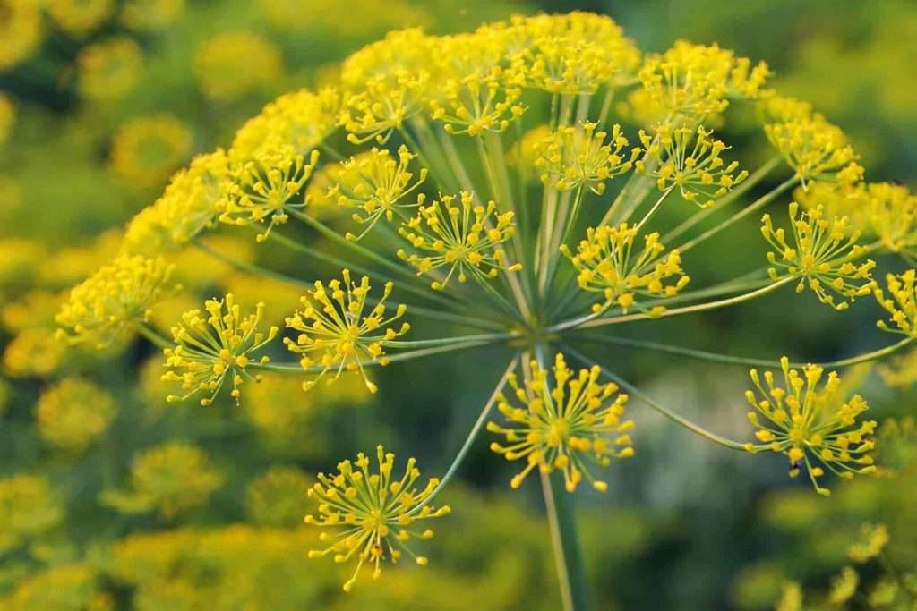 GALBANUM : COMMENT AUTHENTIFIER UNE RÉSINE DEVENUE GÉOPOLITIQUE ?