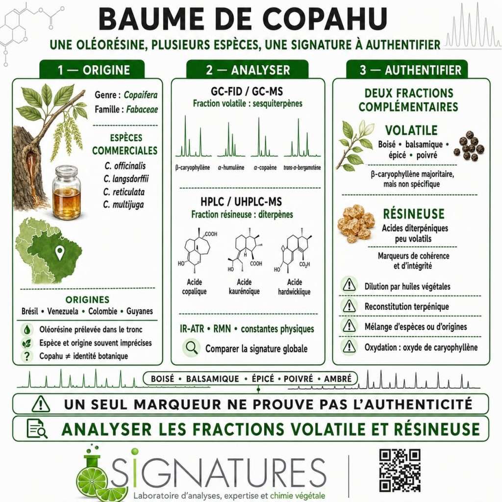 BAUME DE COPAHU : UNE OLÉORÉSINE, PLUSIEURS ESPÈCES ET DES SIGNATURES CHIMIQUES VARIABLES