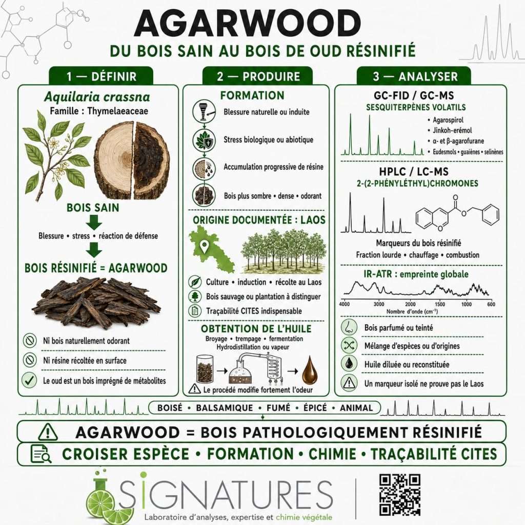 AGARWOOD DU LAOS : QU’APPELLE-T-ON RÉELLEMENT « BOIS DE OUD » ?
