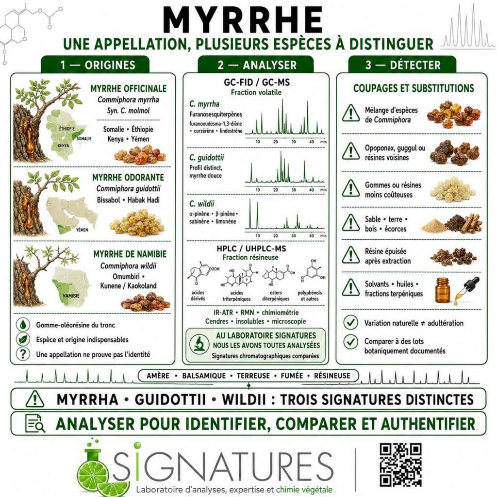 MYRRHE : UNE APPELLATION, PLUSIEURS ESPÈCES ET DES COUPAGES POSSIBLES